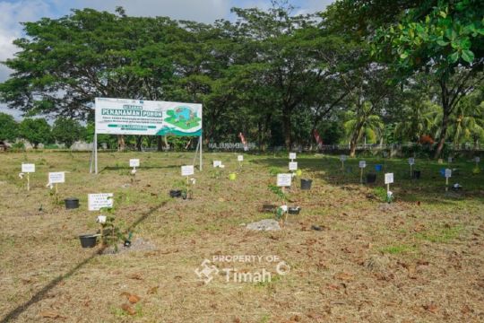 PT Timah, PLN dan METI tanam 1.500 pohon angsana di Sungailiat
