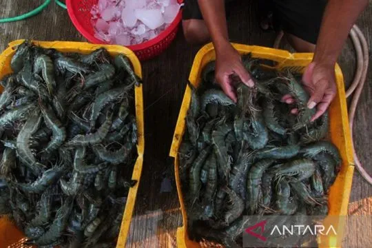 Asosiasi memastikan udang Indonesia penuhi standar dan aman