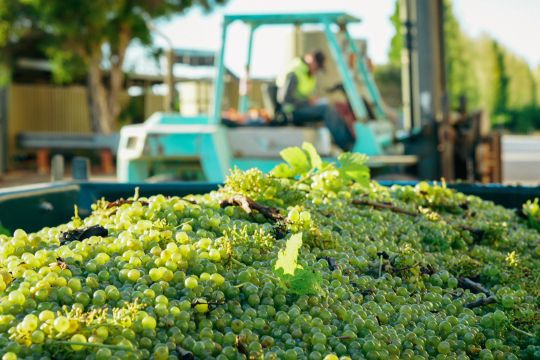 China dorong pemulihan ekspor “wine” Australia