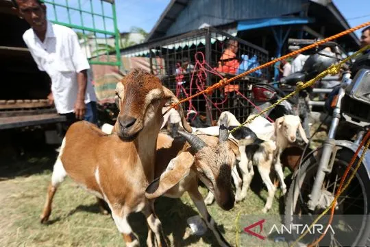 Idul Adha 2025, kurban kambing atau patungan sapi, mana lebih utama?