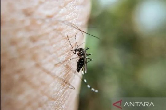 Pekanbaru waspadai pancaroba, DBD meningkat capai 392 jiwa