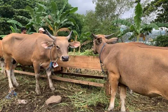 Idul Adha 2025, ini beda kurban kambing, domba, dan sapi
