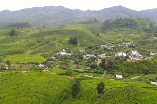 Sri Lanka catat kenaikan pendapatan dari komoditas teh