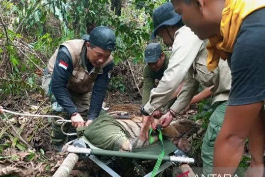 Harimau sumatera terperangkap jerat di Tebo terancam diamputasi