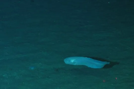 Peneliti China ungkap cara ikan siput laut hadal beradaptasi