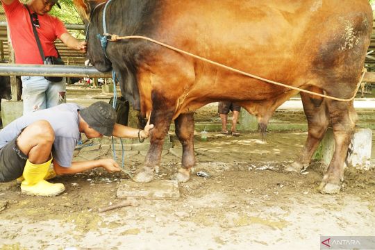 Jasa salon sapi di Tulungagung