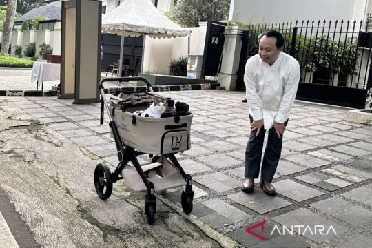 Simak lagi info soal manfaat teh jahe, gaya Bobby si kucing