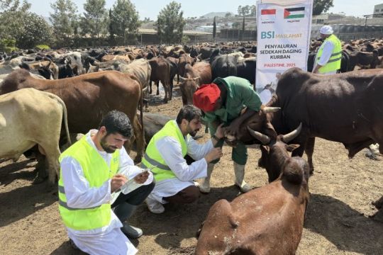 BSI Maslahat salurkan kurban buat Palestina dalam bentuk daging kaleng