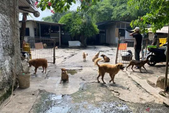 Lokasi shelter di Jakarta yang cocok untuk adopsi & rawat hewan liar