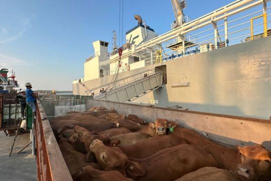 Komitmen layanan livestock Pelindo kawal ketahanan pangan nasional