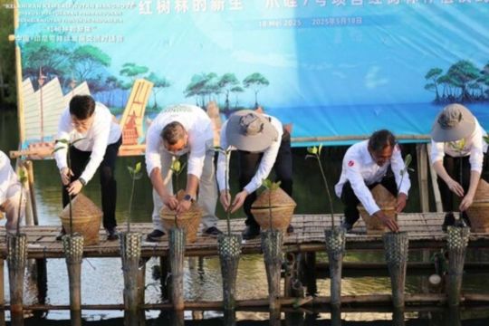 Laporan Riset Pelestarian Hutan Mangrove Tiongkok-Indonesia dalam Belt and Road Initiative resmi diluncurkan
