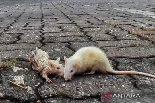 Dinkes Yogyakarta uji tikus dari lokasi kematian akibat leptospirosis