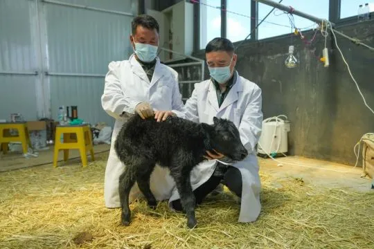 Bayi yak hasil kloning lahir di China