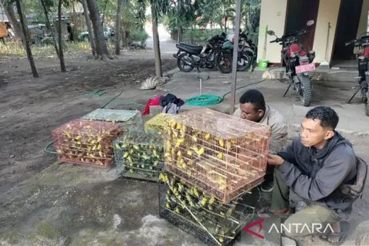 BKSDA NTT gagalkan pengiriman 1.260 ekor burung dilindungi ke Surabaya