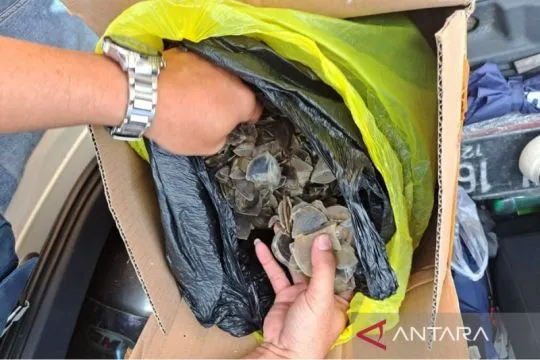 Kemenhut kembali gagalkan perdagangan sisik trenggiling di Kalteng