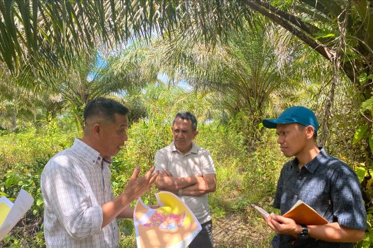 REA berdayakan 600 petani Kaltim untuk sertifikasi RSPO