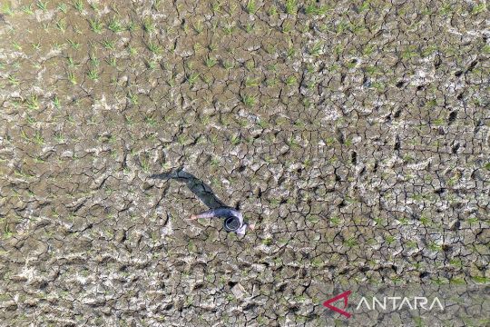 Lahan sawah mengering di Indramayu