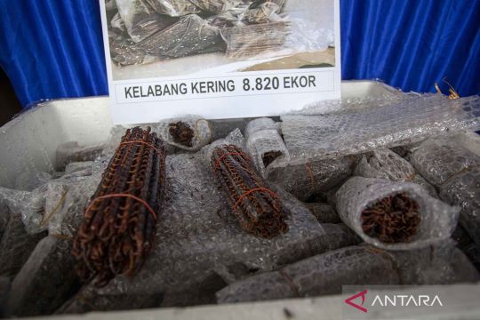 Warga Vietnam jadi DPO kasus pengiriman kelabang, kulit ikan pari dan kumbang kering secara ilegal dari Batam