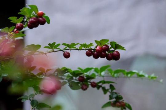 Desa Wisata Tamanmartani tawarkan pengalaman cicipi buah ajaib