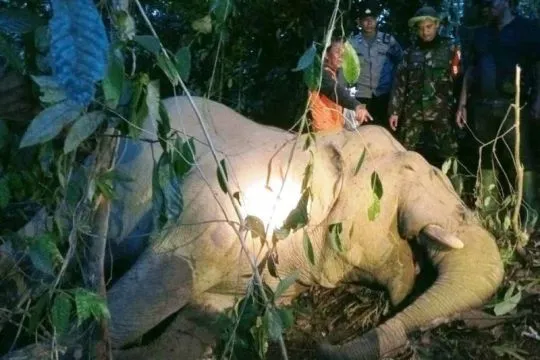 BKSDA turunkan tim periksa kematian gajah di Aceh Timur
