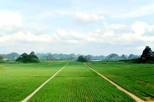 "Manisnya Dua Kali Lipat" &ndash; Babak Baru bagi Industri Gula Guangxi