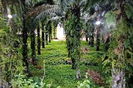 Sawit Watch apresiasi putusan MK soal masyarakat berkebun di hutan