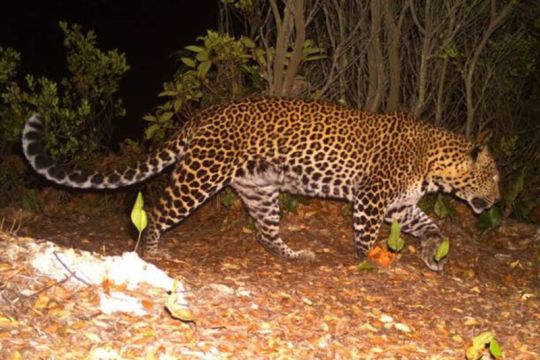 Pelarian Macan Tutul Kuningan, teguran atas rusaknya hutan Jawa