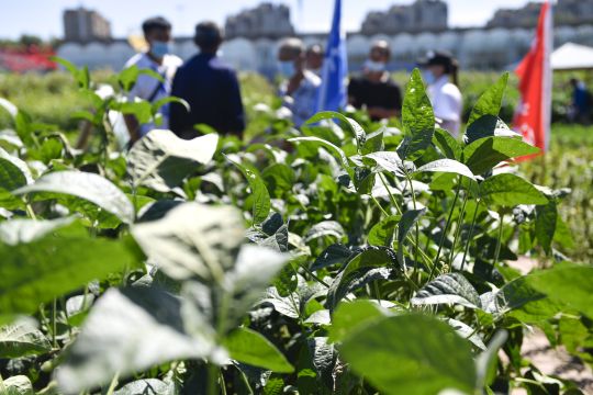 Perusahaan bioteknologi China kembangkan galur kedelai kualitas tinggi