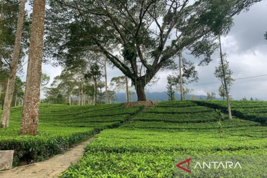 Agrowisata Tambi Wonosobo masuk 60 besar Wonderful Indonesia Award