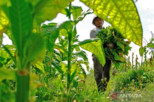 APPTN harapkan kenaikan tarif CHT ditunda selama tiga tahun