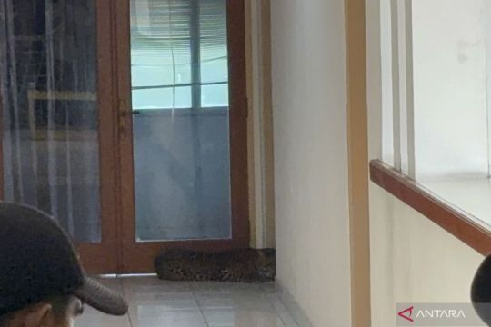 Macan tutul masuk hotel di Bandung, dievakuasi tim gabungan