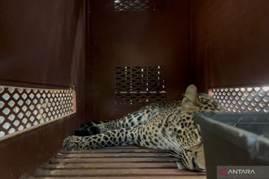 Macan tutul masuk hotel di Bandung, evakuasi makan waktu 3 jam