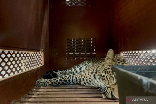 BKSDA Jabar ungkap kondisi macan tutul yang sempat masuk hotel Bandung