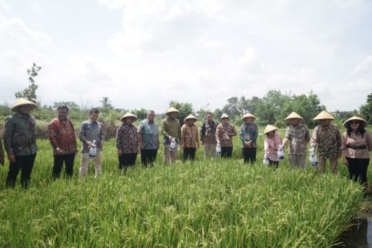 Inovasi PTBA dukung swasembada pangan, ubah &ldquo;Si Hitam&rdquo; jadi &ldquo;Hijau&rdquo;