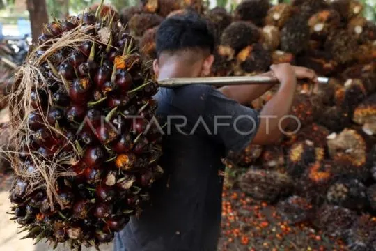Gapki: Pengusaha sawit siap hadapi EUDR, tantangan ada di petani