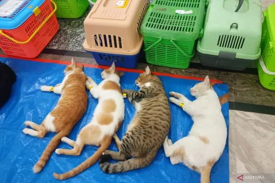 KPKP Jaktim targetkan sterilisasi 2.200 ekor kucing tahun ini