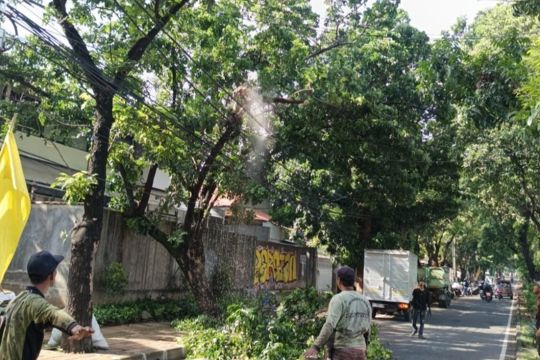 Pemkot Jakbar gunakan teknologi USG untuk cek kondisi pohon