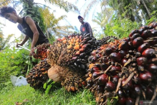 SPKS dorong perbaikan sistem pasar penjualan kredit bagi petani sawit
