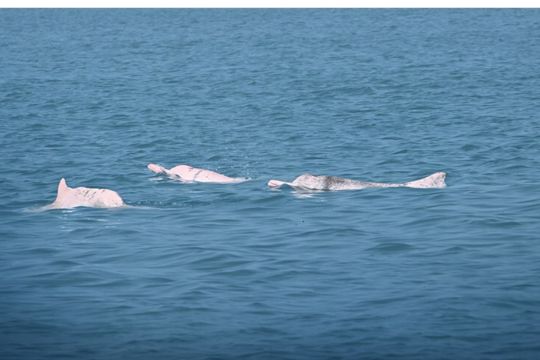 Solusi AI Tunjukkan Hasil Awal yang Menjanjikan dalam Pelestarian Lumba-Lumba Putih Tiongkok