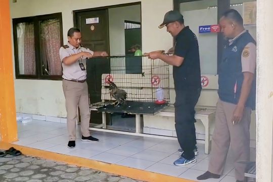 Balai Karantina Hewan Sampit gagalkan penyelundupan elang bido