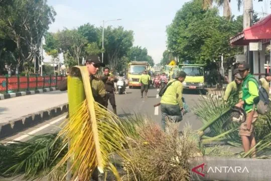 Sudin Tamhut Jaktim remajakan pohon di Pulo Gebang antisipasi tumbang
