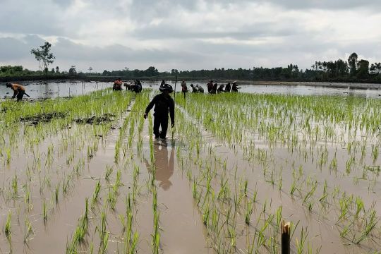 Kalteng rilis aplikasi program asuransi usaha tani padi