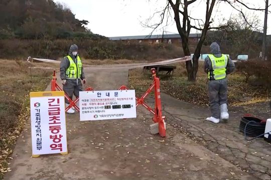 Korea Selatan keluarkan peringatan wabah demam babi Afrika