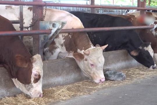 Penyakit Kuku dan Mulut mewabah, Turki karantina ternak di Bolu