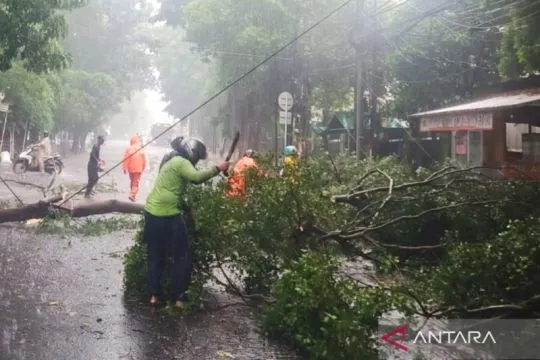 Pemkot Jaktim bergerak cepat evakuasi belasan pohon tumbang