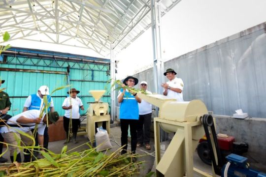 PLN IP menghadirkan biomassa sorgum di Pelabuhan Ratu