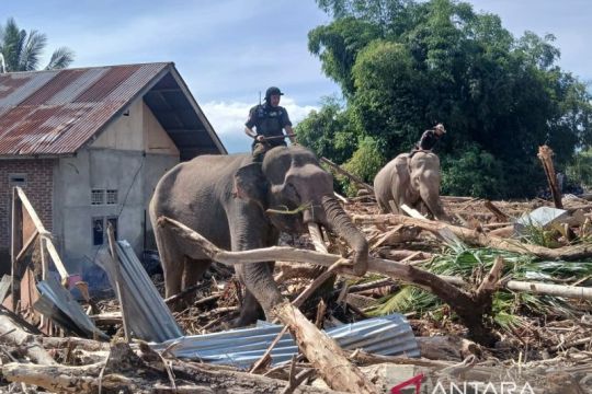 Dari tsunami ke bencana banjir, gajah sumatera datang membantu Aceh
