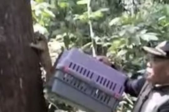 BKSDA Jambi lepas liar kukang & trenggiling ke cagar alam Batang Hari