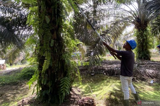 TAPG perkuat pemberdayaan petani sawit lewat skema plasma satu atap
