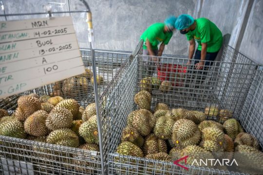 Indonesia ekspor perdana 48 ton durian beku ke China